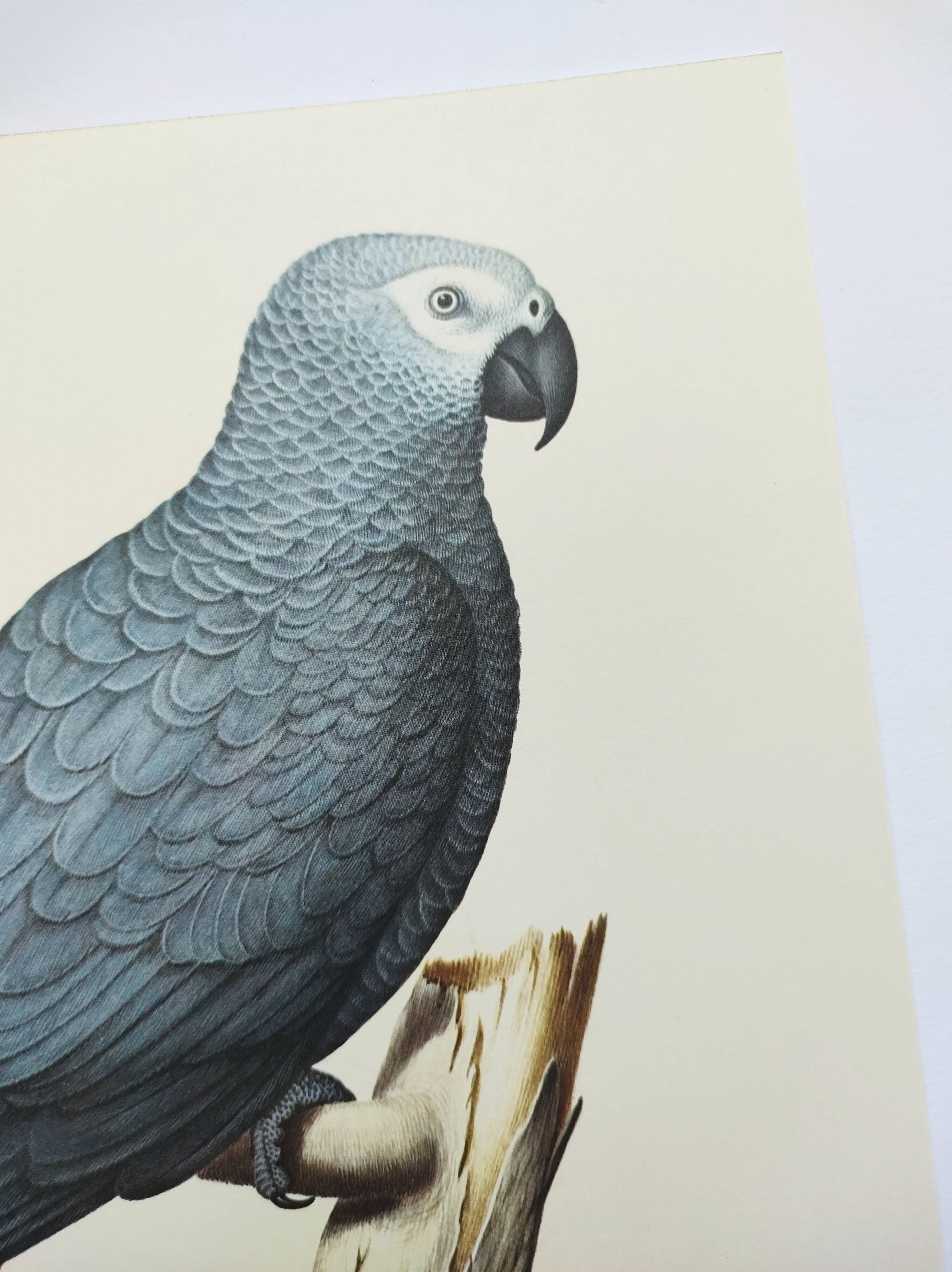Old plate -Jaco or Grey Parrot- Animal illustration bird - vintage from 1970