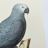 Old plate -Jaco or Grey Parrot- Animal illustration bird - vintage from 1970