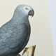 Old plate -Jaco or Grey Parrot- Animal illustration bird - vintage from 1970
