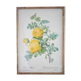 Botanical printing Rosier