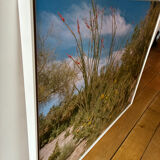 Photo American cactus LA box