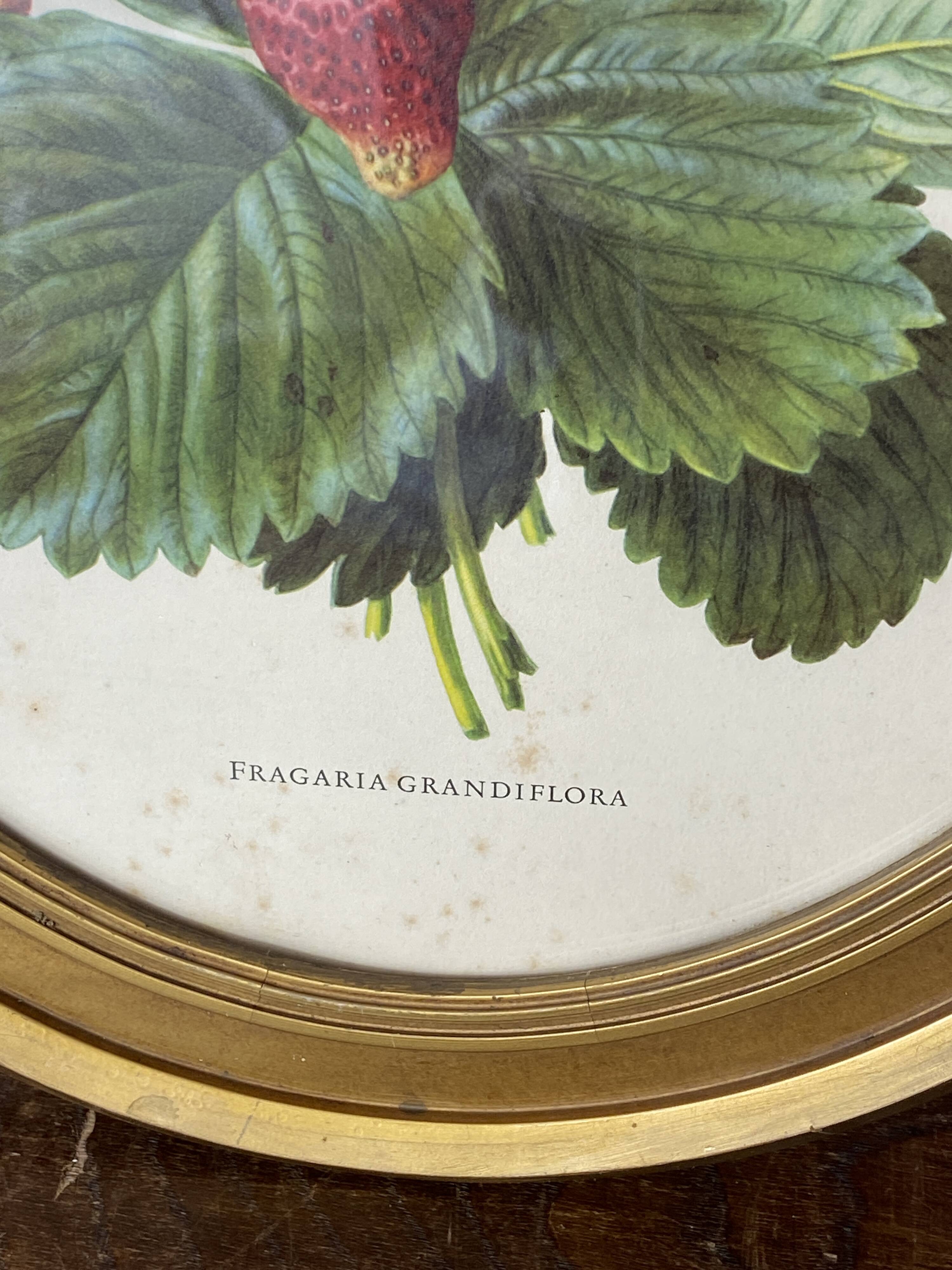 Framed botanical print of Fragaria Grandiflora