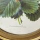 Framed botanical print of Fragaria Grandiflora