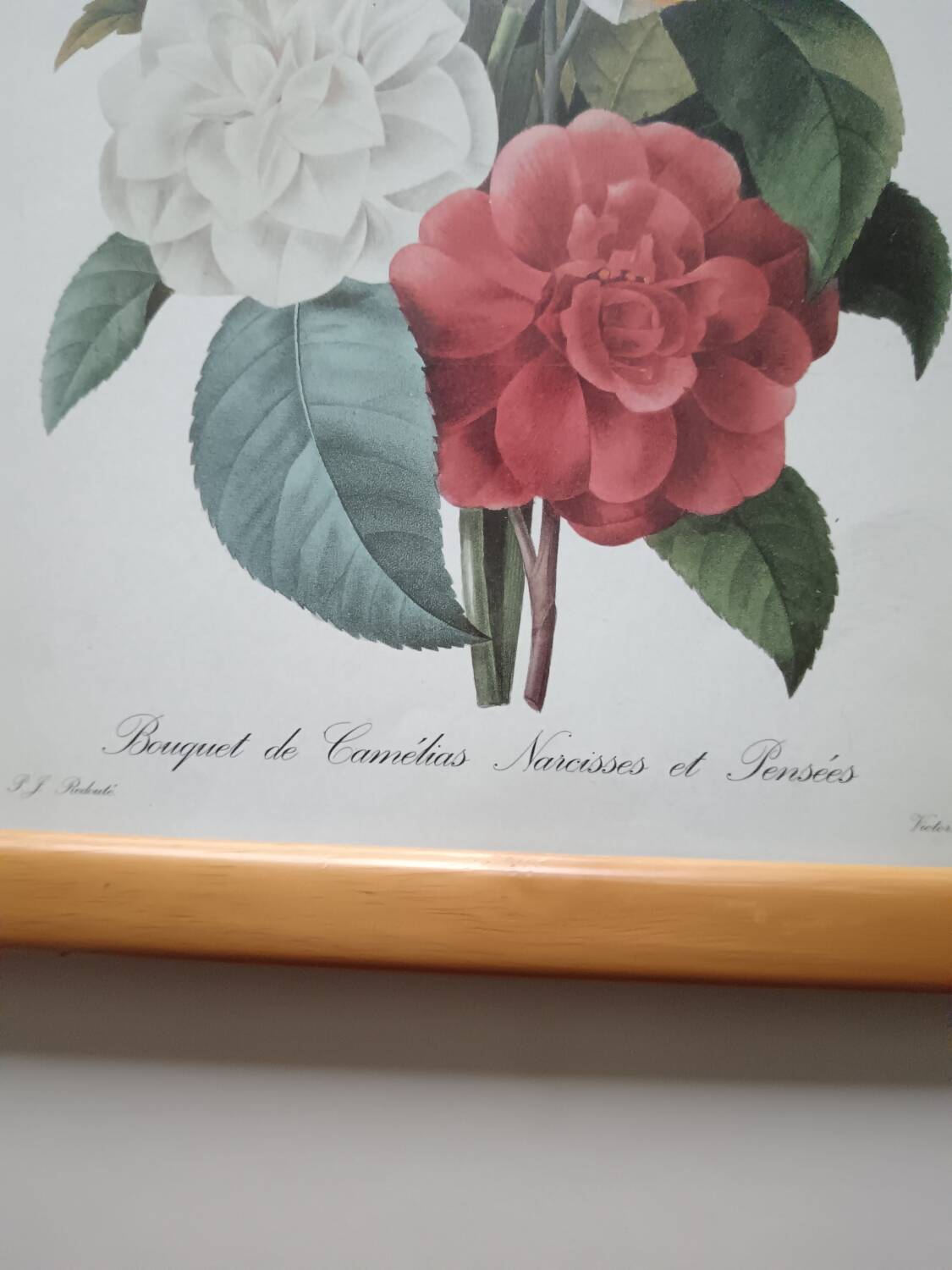 Vintage botanical illustration reboute.