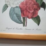 Vintage botanical illustration reboute.