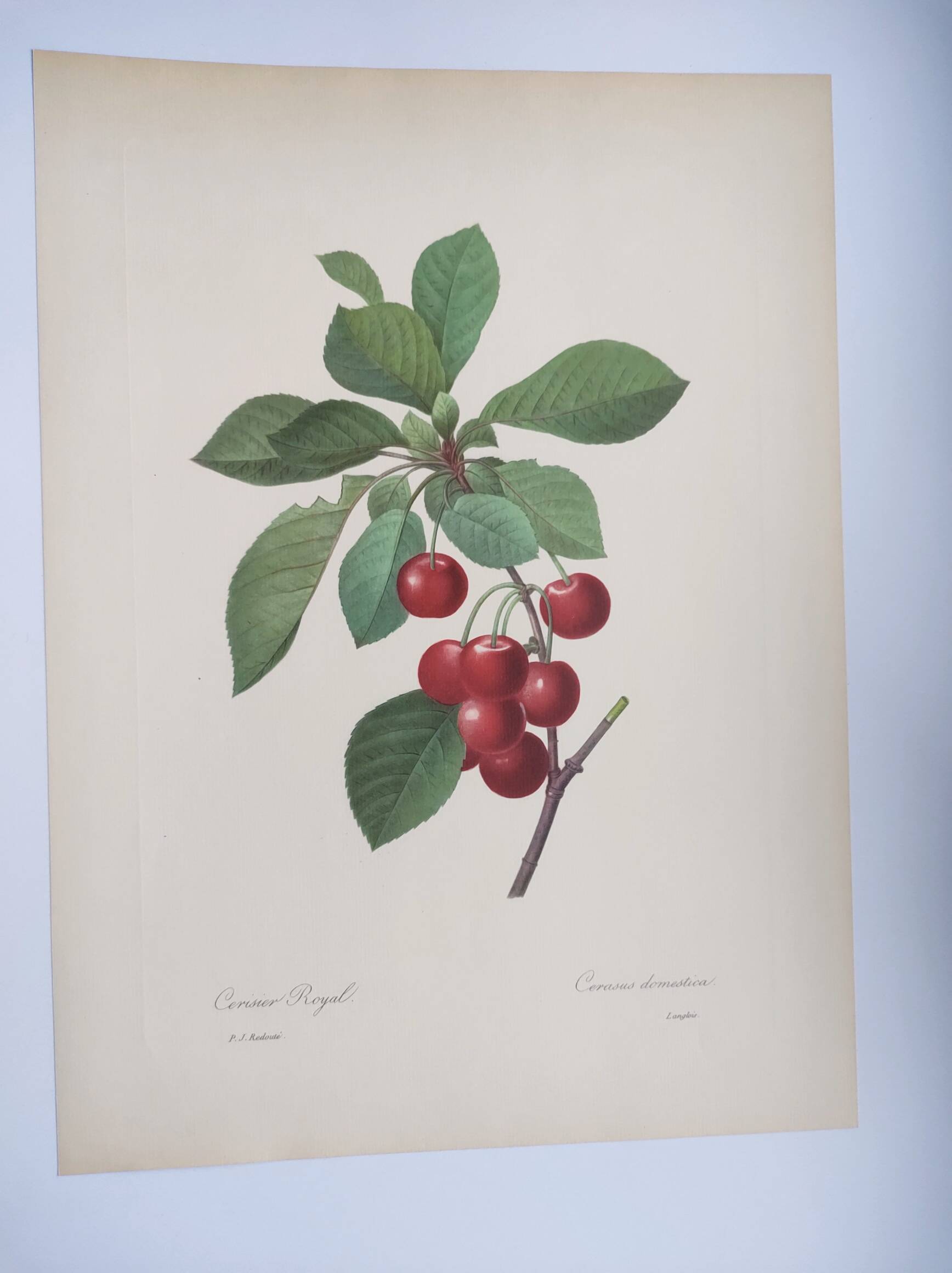 Antique fruit engraving -1955- Royal Cherry Tree- by PJ. Redouté. Vintage