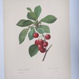 Antique fruit engraving -1955- Royal Cherry Tree- by PJ. Redouté. Vintage
