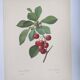 Antique fruit engraving -1955- Royal Cherry Tree- by PJ. Redouté. Vintage