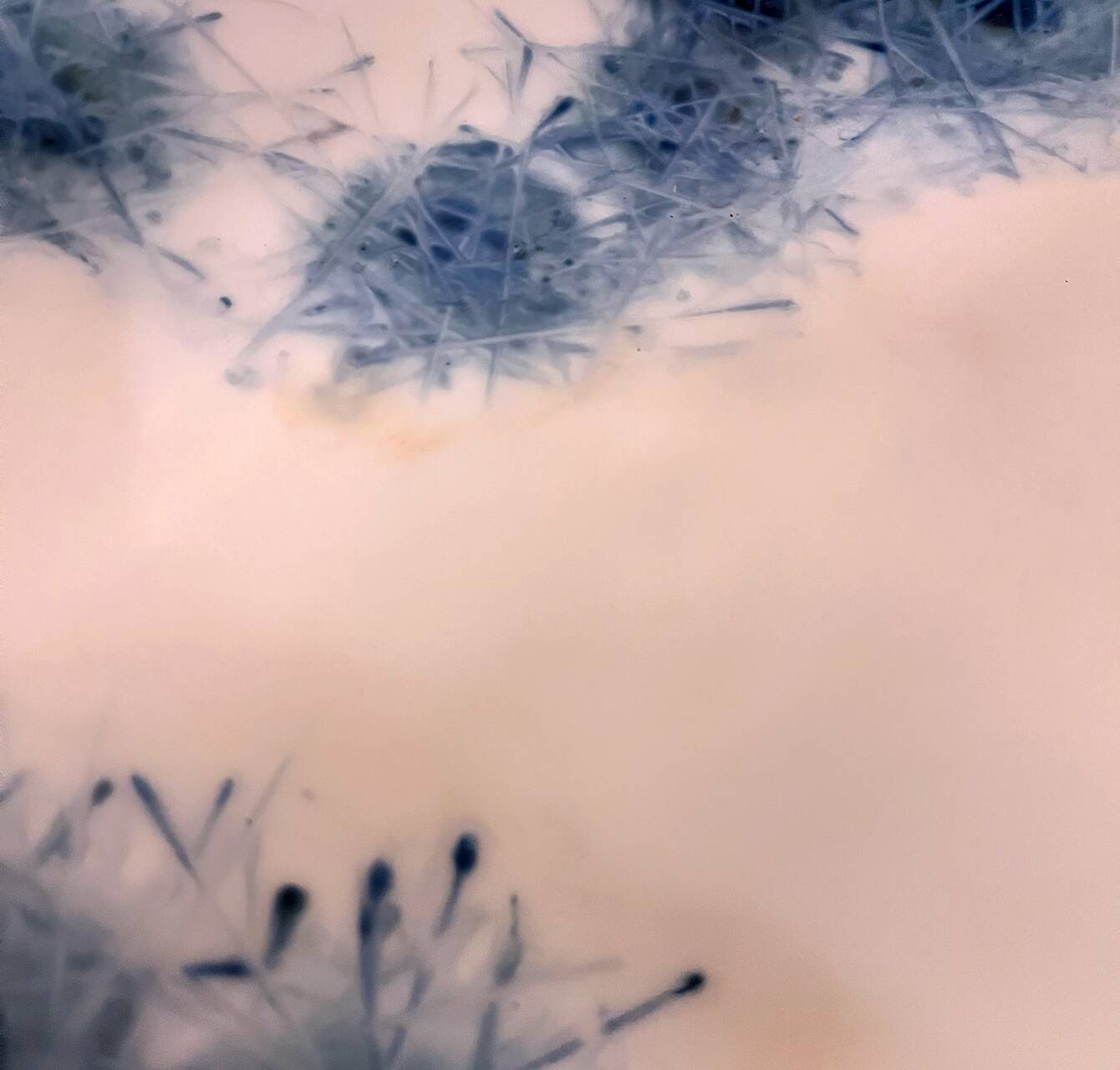 Square plate in opaline signed Bernard Gilbert