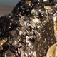 Black and gold Murano flower wall light