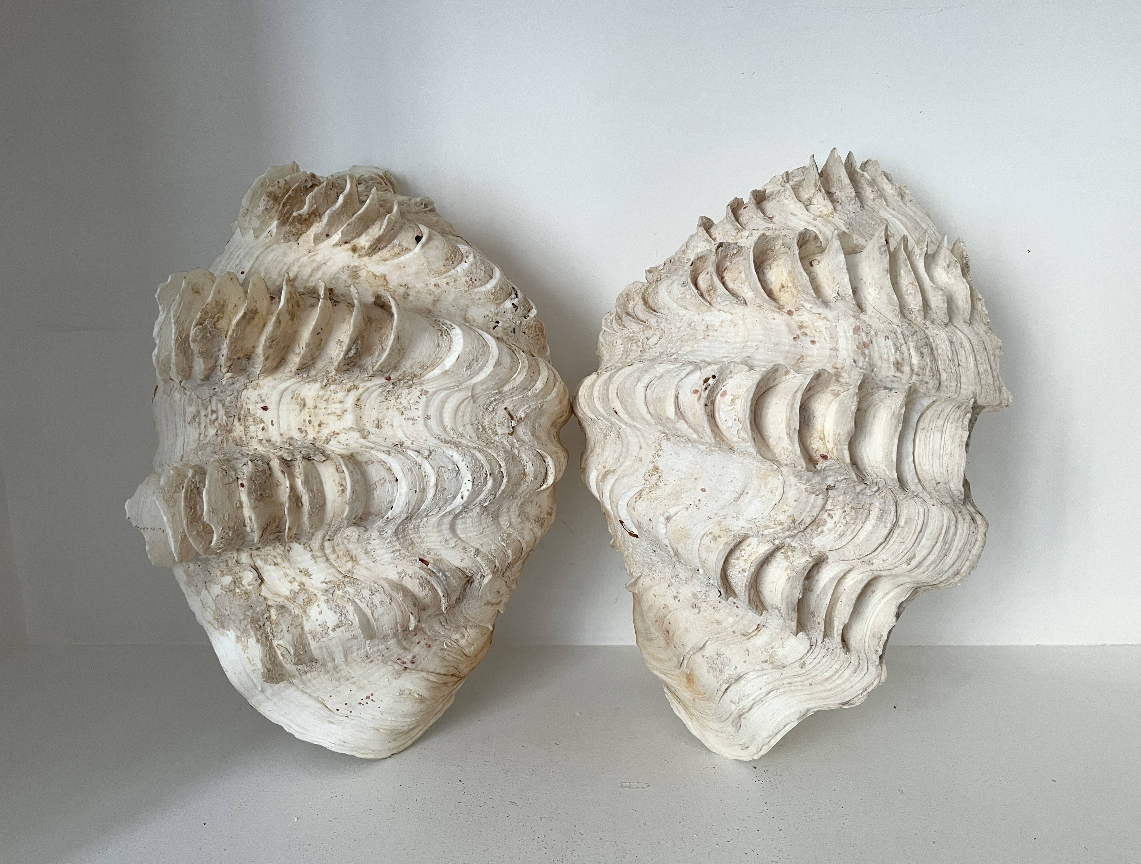 Authentic vintage giant bivalve shell, tridacna gigas shell.