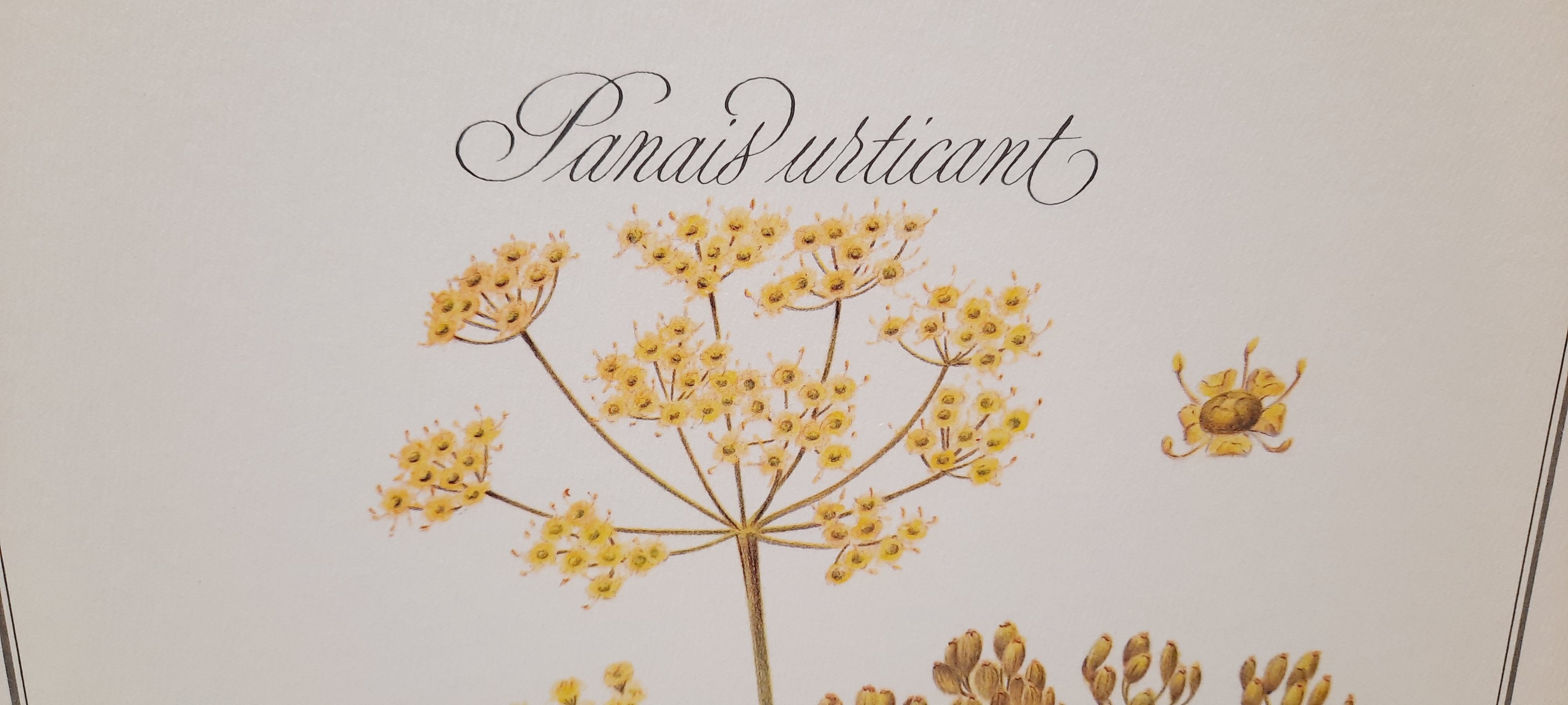 Botanical board Stinging parsnips