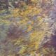 Peinture à l'huile vintage originale paysage forestier