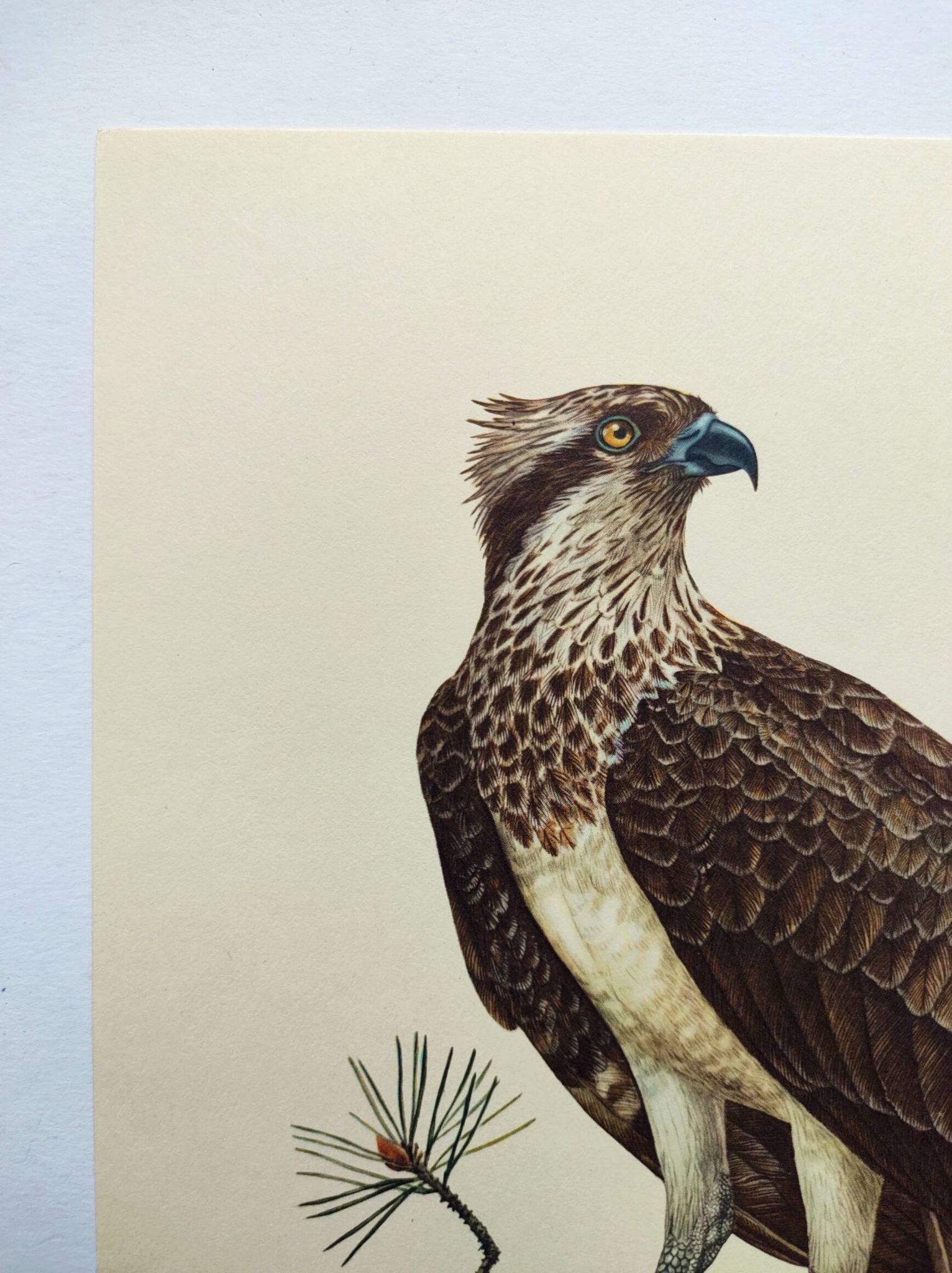 Old bird plate from the 1960s - Osprey - Zoology and ornithology illustration