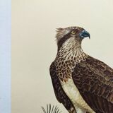 Old bird plate from the 1960s - Osprey - Zoology and ornithology illustration
