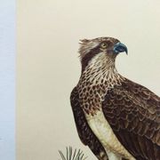 Old bird plate from the 1960s - Osprey - Zoology and ornithology illustration