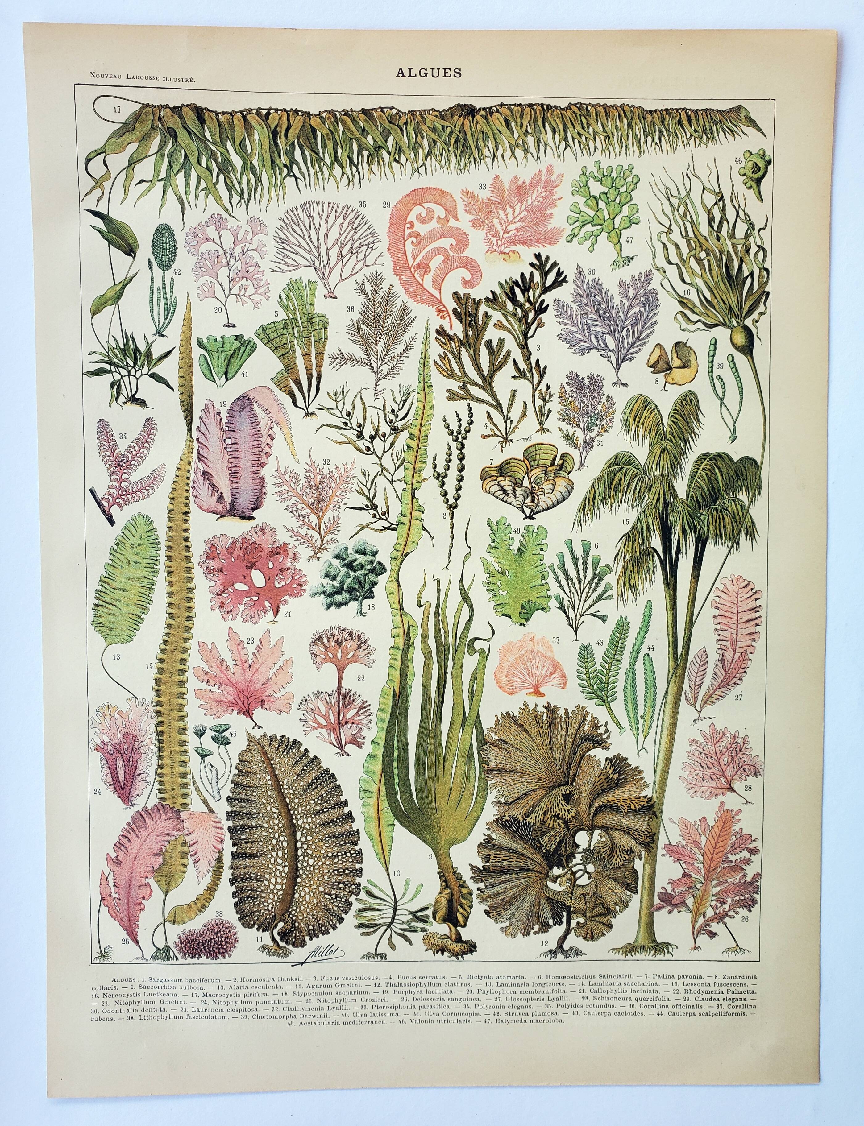 Antique engraving 1898, Algae, marine plant, flora • Lithograph, original illustration