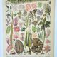 Antique engraving 1898, Algae, marine plant, flora • Lithograph, original illustration