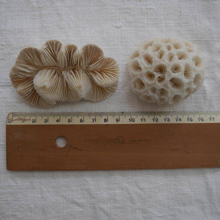 Set of 2 corals (white coral)
