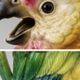 Pair of vintage ceramic cockatoo parrots – 40 cm