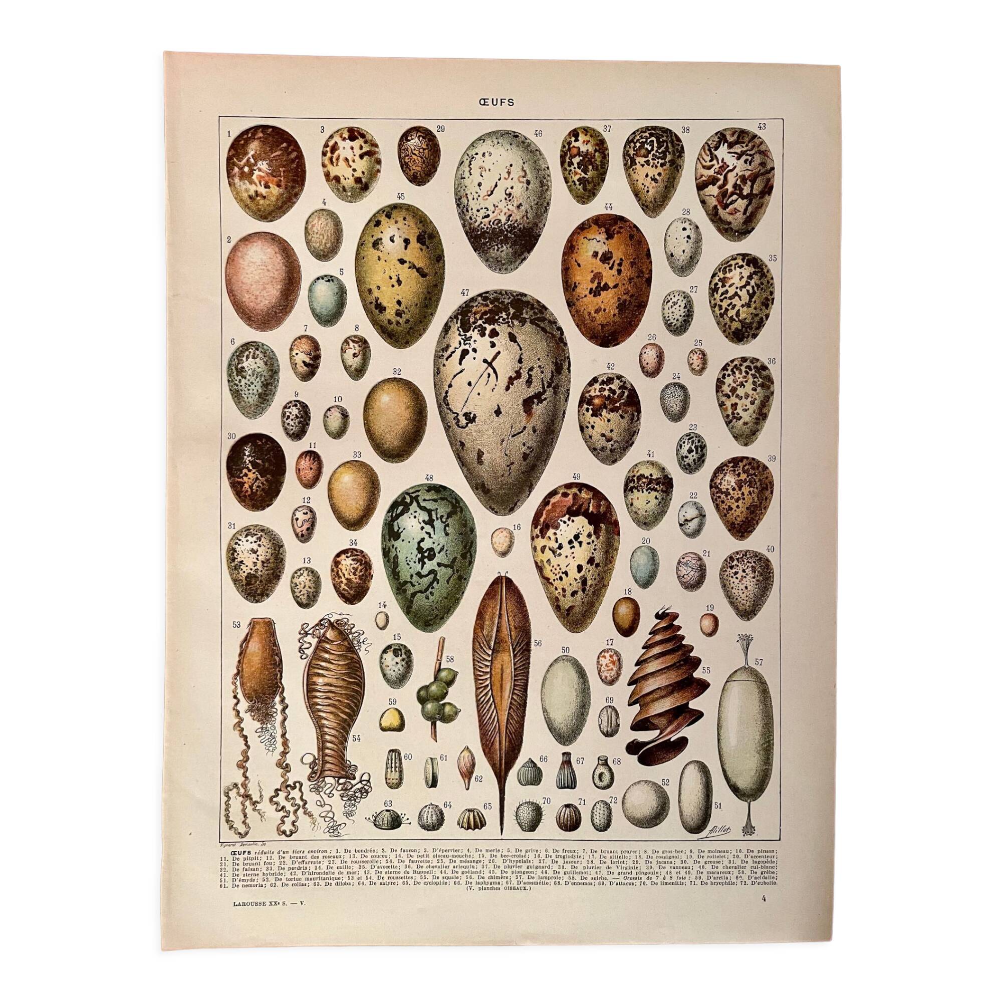 Lithograph on eggs - 1920