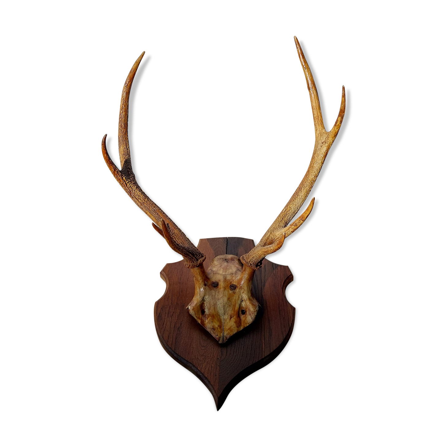 Deer massacre trophy