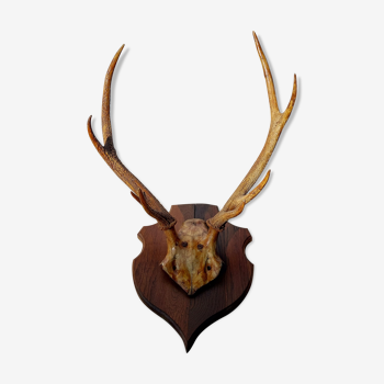 Deer massacre trophy