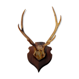 Deer massacre trophy