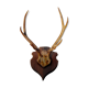 Deer massacre trophy