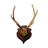 Deer massacre trophy