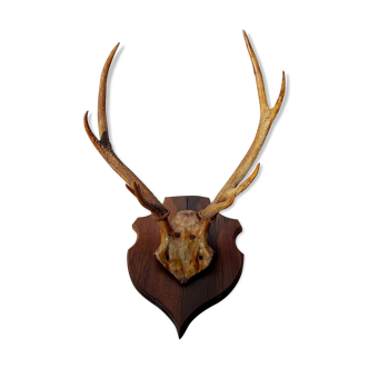 Deer massacre trophy