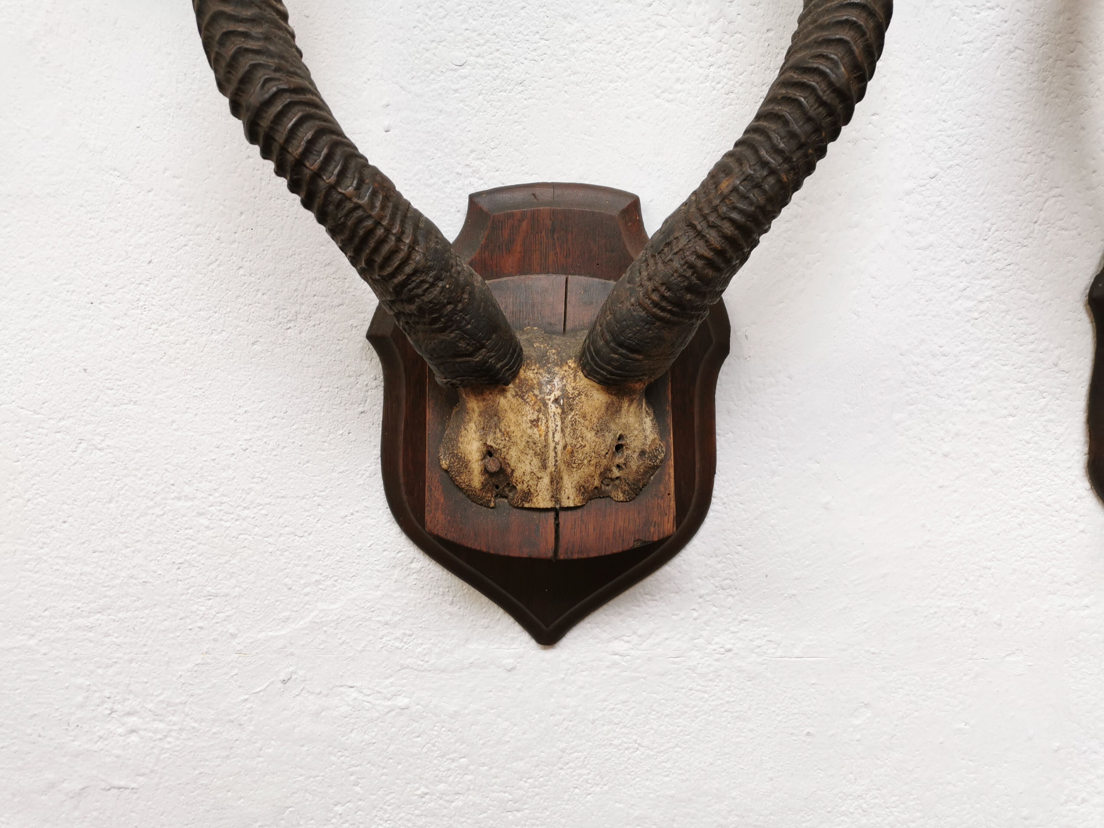 Pair of hunting trophy horn oryx antelope