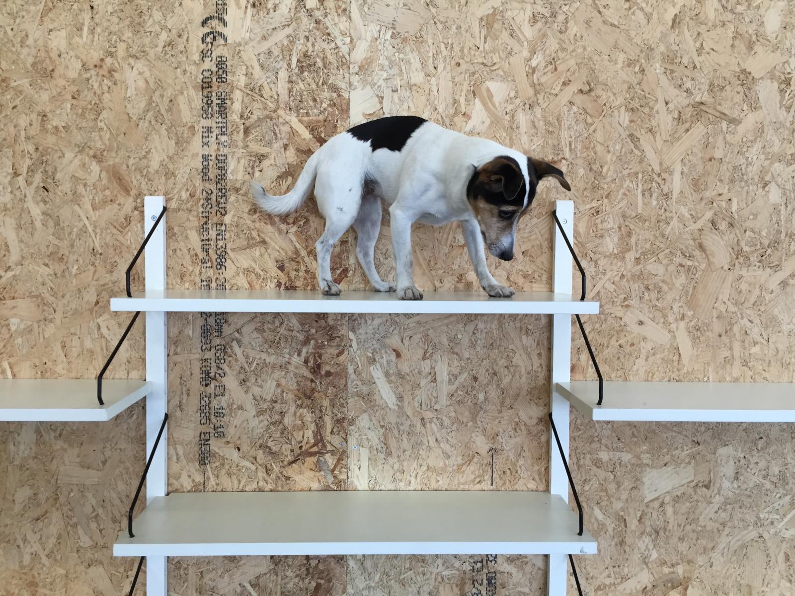 White Wall shelves system by Poul Cadovius Royal System for