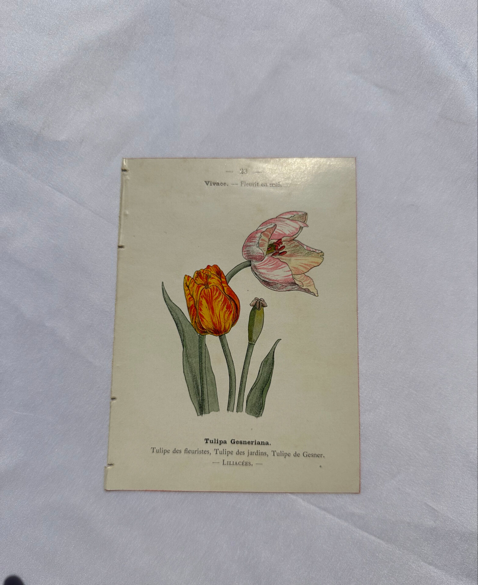 Botanical plate floral engraving naturalist 1800 double-sided