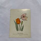 Botanical plate floral engraving naturalist 1800 double-sided