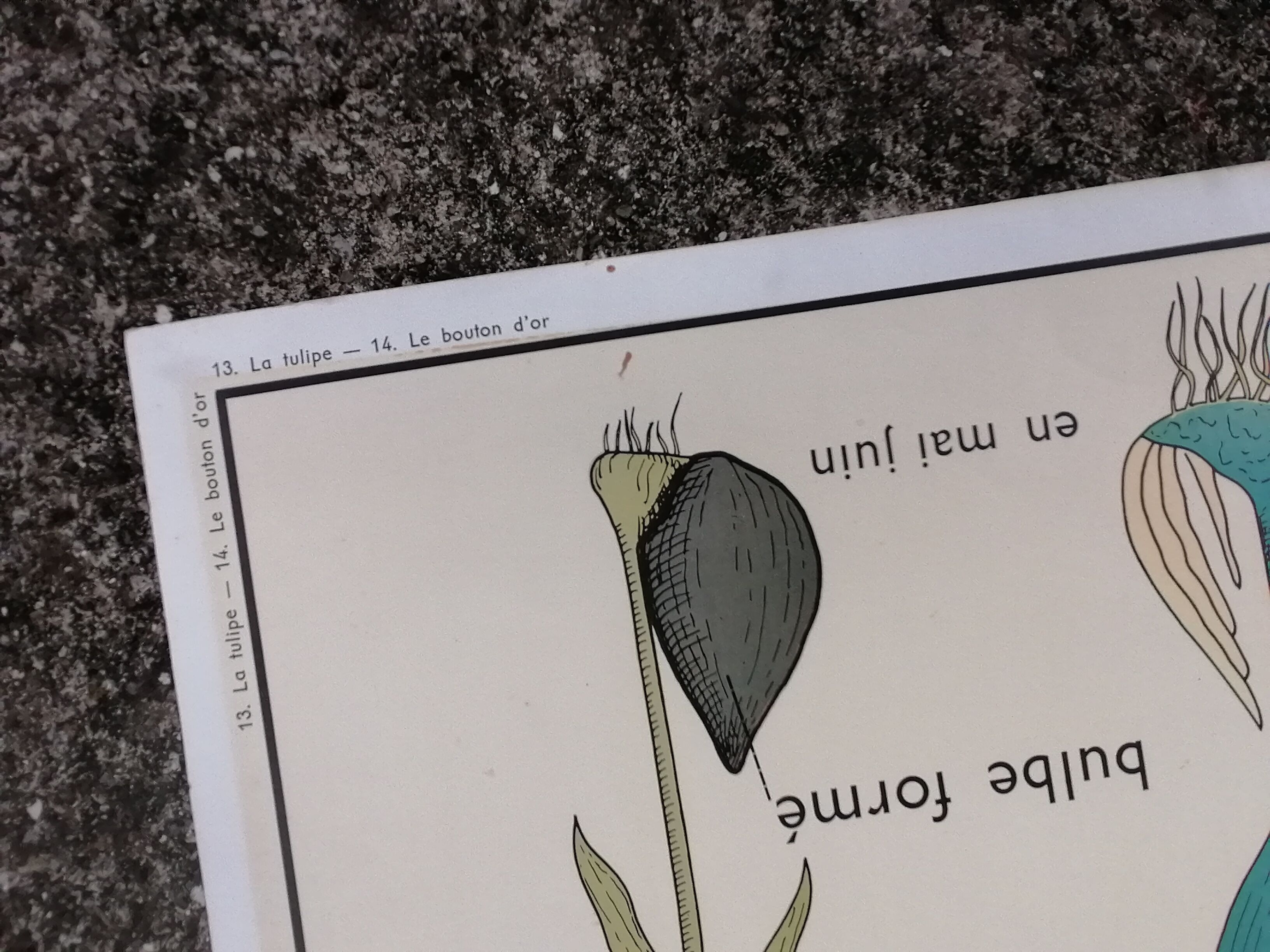 Vintage rossignol school educational poster - the tulip and the golden button
