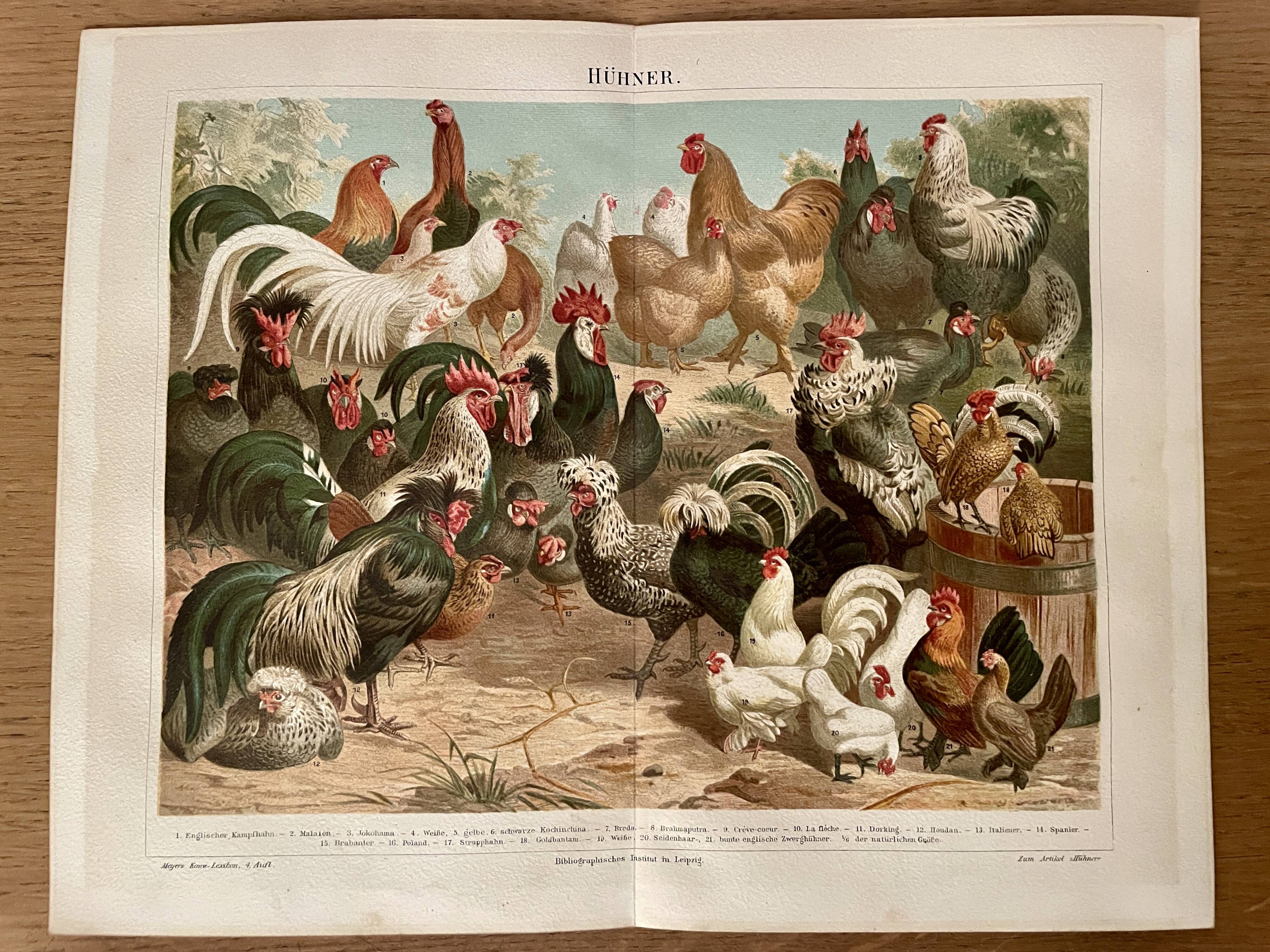 Lithographie gravure sur les poules et les coqs – 1890