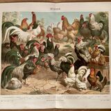 Lithograph engraving of hens and roosters – 1890