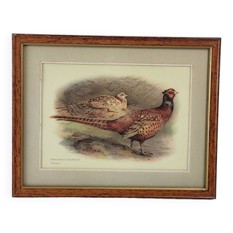Illustration / framed reproduction Pheasant