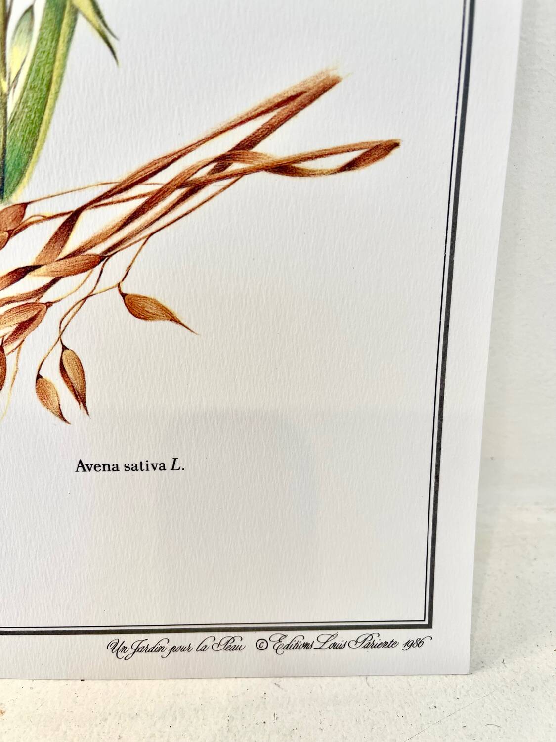 Botanical plate – Oat – Louis Pariente, 1986