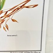 Planche botanique – Avoine – Louis Pariente, 1986