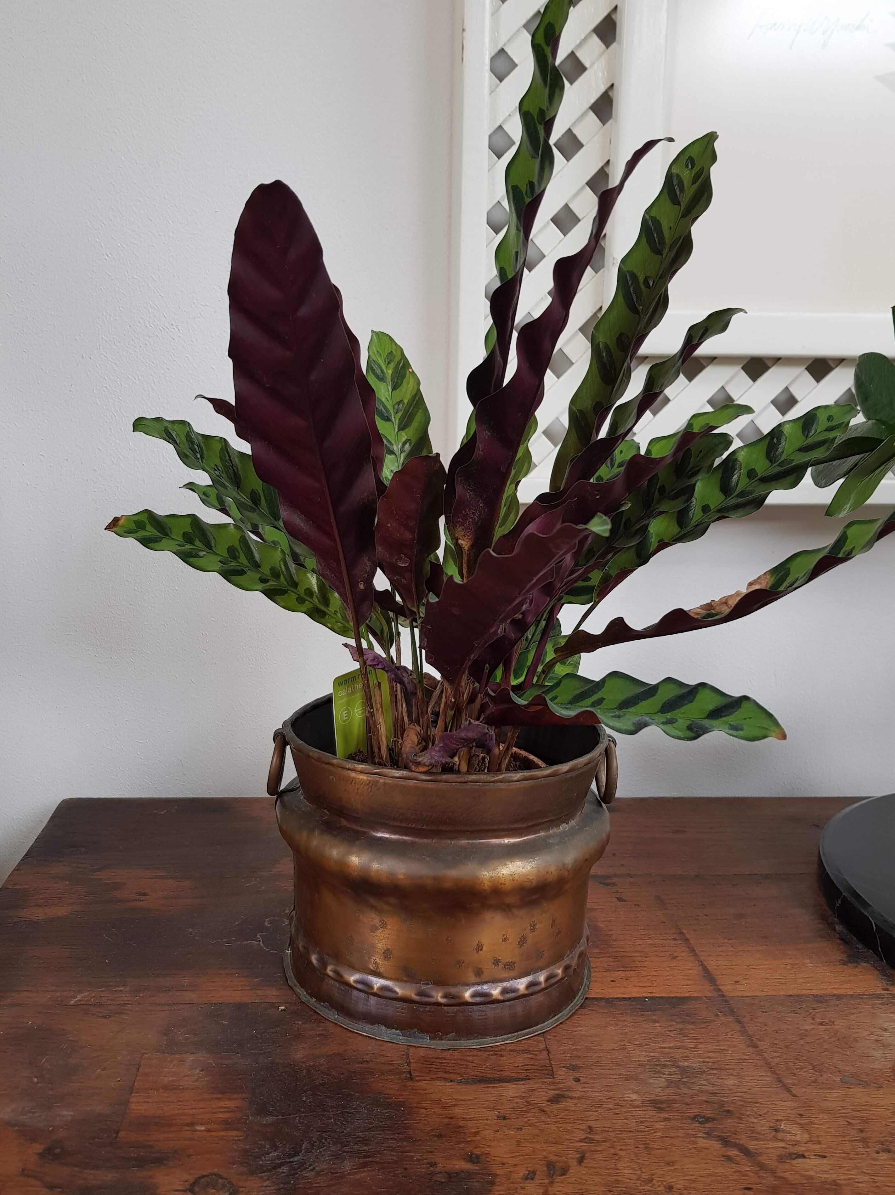 Vintage Copper Indoor Planter - Switzerland - 1970s