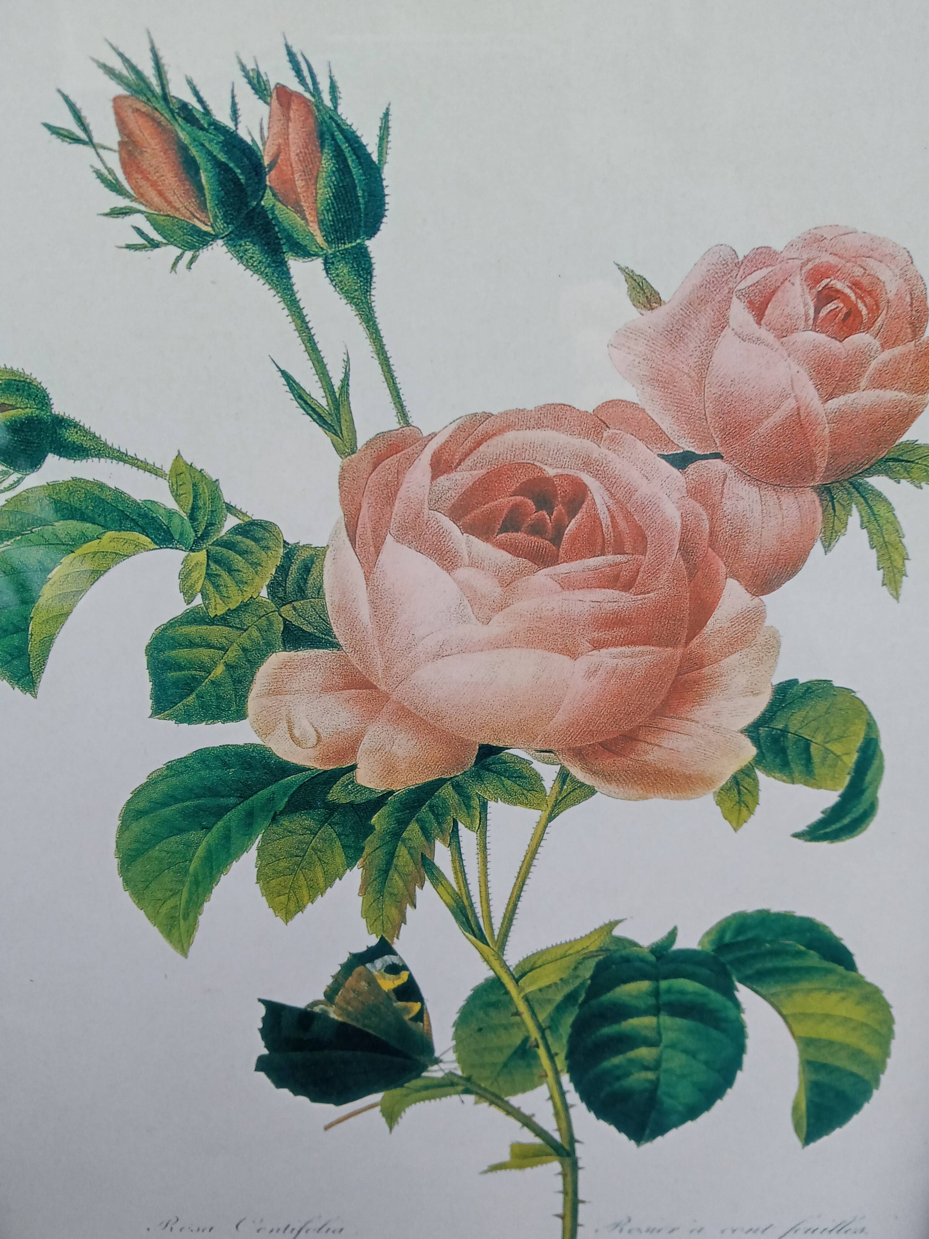 Botanical plate by Redouté