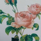 Botanical plate by Redouté