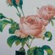 Botanical plate by Redouté