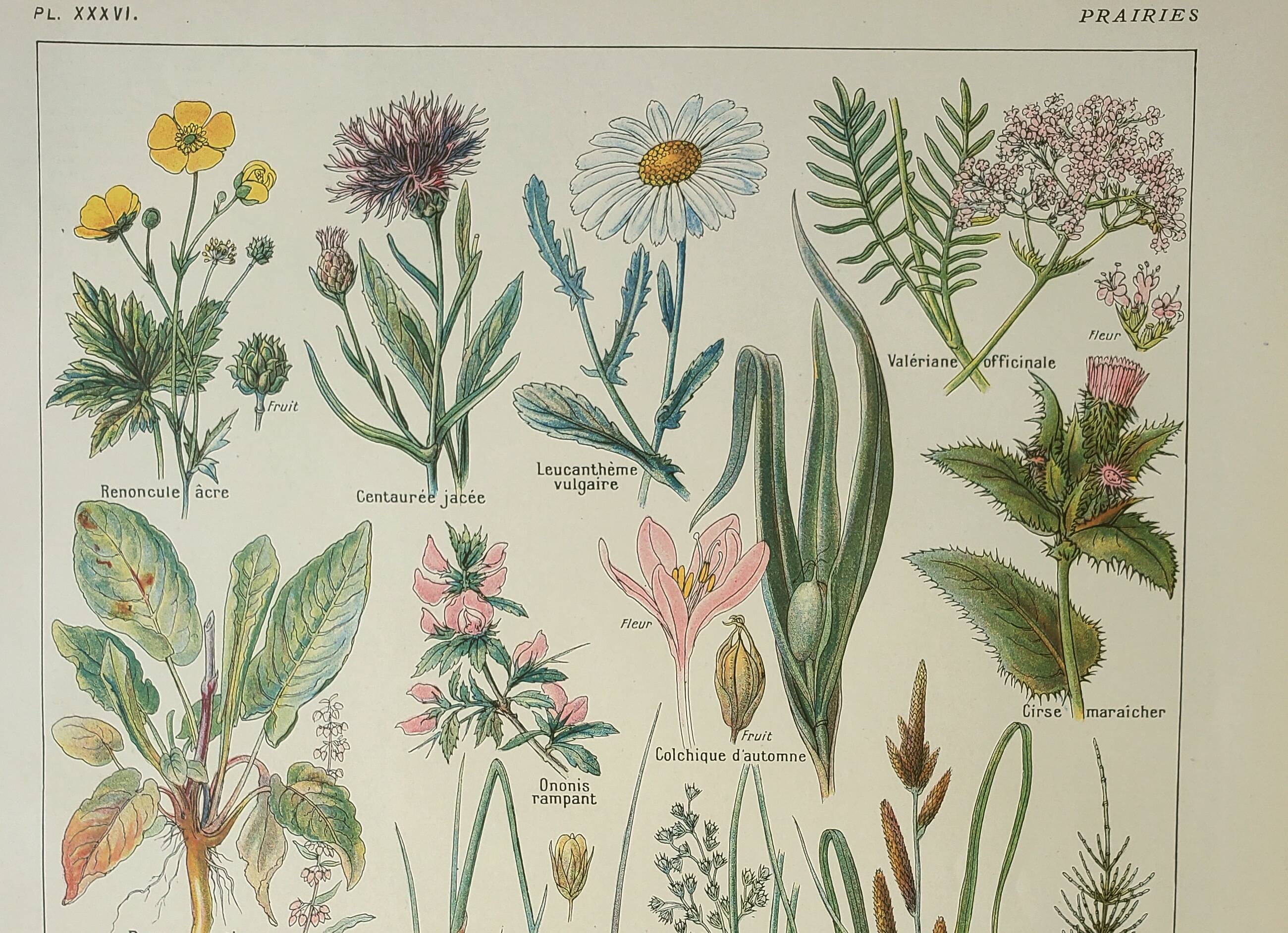 Old engraving 1922, Flora harmful to meadows, wild plant • Lithograph, original illustration