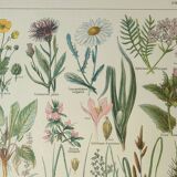 Old engraving 1922, Flora harmful to meadows, wild plant • Lithograph, original illustration
