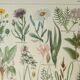 Old engraving 1922, Flora harmful to meadows, wild plant • Lithograph, original illustration
