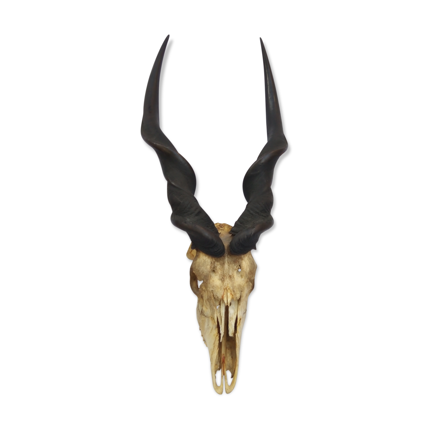 Ancient and very large hunting trophy. Derby Elk