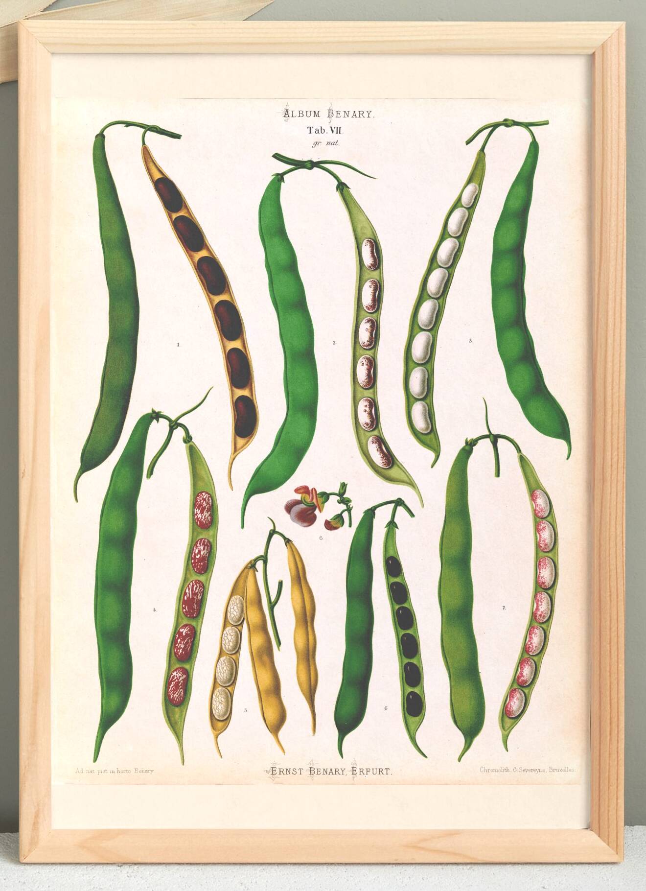 Poster about beans, based on an old engraving from 1886.